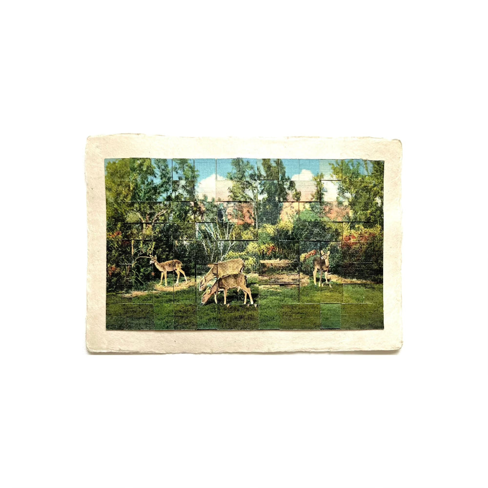 Vintage-style postcard with a scenic view of deer in a park.